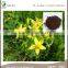 Pure Natural Plant Extracts St.John's Wort Extract for Anti-Depression