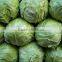 2016 fresh cabbage chinese cabbage