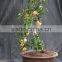 fruit tree seedling