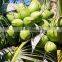 Vietnam desiccated coconut high-fat - Best quality by HAGIMEX