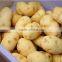 PX-1500 high pressure spray potato washing and polishing machine