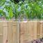 FD - 158172 dwarf bamboo fence in the park