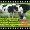 Hign Tensile Hinge Joint Livestock Sheep & Deer Wire Mesh Fence for China