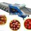 THOYU brand Stainless steel Dates Fruit Grading Machine by size(0086 15937167907)