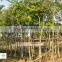 Cassia fistula outdoor tropical trees