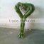 Lucky bamboo Dracaena Sanderiana Heart shape