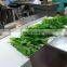 Low Price Automatic Electric Large Type Hobbing Leafy Vegetable Cutter Machine Cabbage Parsley Lettuce Celery Cutting Machine