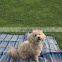 Beach Blanket Sand Proof, Water Proof Picnic Blanket. Large 59x59 Inch Padded Outdoor Blanket