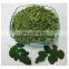 Organic Moringa Pellets Green/100% Pure Organic Moringa Leaf/Good Choice Dried Moringa Leaf For Tea made in Vietnam