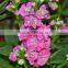 Fresh cut useful cut violet flower