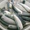 Processed frozen HG Pacific mackerel and Scomber Japonicus