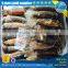 seafrozen argentina illex squid, squid illex, high quality squid whole round