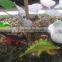 Garden Toys Funny Dinosaur Toys