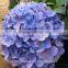 Plant Hydrangea Wedding Hydrangea Bouquet Wedding Bouquets From China