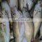 Frozen Hard Tail Scad W/R
