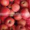 red color crispy fuji apples on sale fresh qinguan apples in cold storage