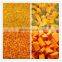 IQF Frozen pumpkin diced with best price