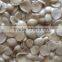 Supply Blanched apricot kernels (longwang type,Youyi type)