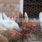 Anping galvanized hexagonal wire mesh/ chicken wire / PVC coated chicken fence