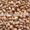 pink cowpea