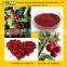 Natural Cranberry Extract with Anthocyanidins from GMP Factory