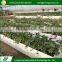 Factory price strawberry growing hydroponic systems home garden