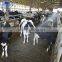 Anti-drip mist spray nozzle for cattle corrals