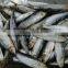 Frozen Sardine Sardinops