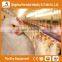 Trade Assurance Poultry Equipment Automatic Feeding System for Broiler