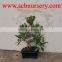 Ficus Bonsai nursery plant supplier