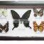 Butterfly framed 15*25cm butterfly specimens frame