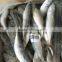China Exporter Frozen Small eyes Horse mackerel with size 80 - 100 pcs / 10 kg ctn