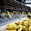 Sweet Corn Processing Line Factory Supply Canned Sweet Corn Processing Line