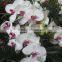 High Quality Beautiful Yunnan Orchid Fresh Cut Flowers