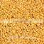 Looking for feed sorghum