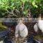 Natural palnts ficus bonsai trees for sale for export