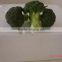 frozen broccoli grade one bulk broccoli best supplier for green cauliflower