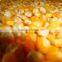 Best quality Yellow Corn maize for animal feed at cheap prices