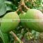 Mango fruit tree seedling
