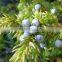 Juniper Berry Oil Manufacturer.