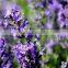 LAVENDER ESSENTIAL OIL