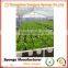 No need fertilizer Save soil green planting hydroponic foam odorless growing sponge