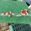 Best biological medium Koi pond filter mat