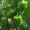Hybrid Sweet Pepper Seeds Vegetable Seeds No.09