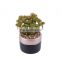Mini Succulent Plants Cheap Artificial Plants With Pot Set Faux Plant Art For Decoration