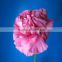 Exporters of Good Quality Fresh Cut Flowres Carnations in Bulk From Qingyi