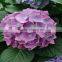 Cheap and good quality festival decorative fresh cut flowers hydrangea