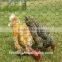 reverse twist hexagonal chicken wire mesh