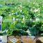 Biological food additives for vegetalbes