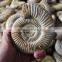 natural snail fossils ammonite fossils for sale